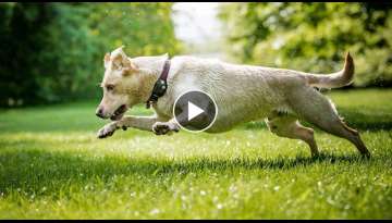 Happy Pup Ecstatically Leaps Across Their Spacious Backyard